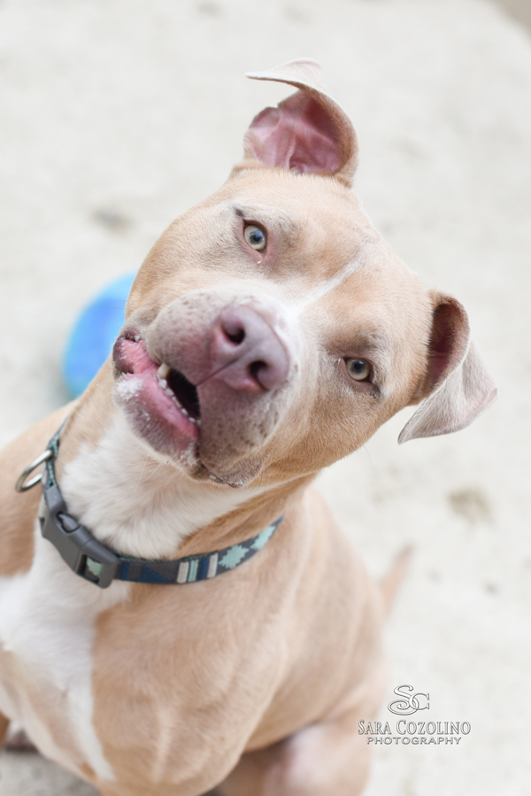 Tuck, an adoptable American Staffordshire Terrier Mix in Grand Rapids, MI_image-4