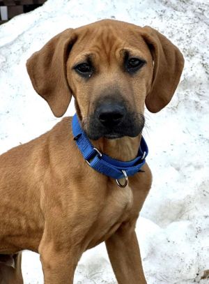 Caesar *HERE IN NH*