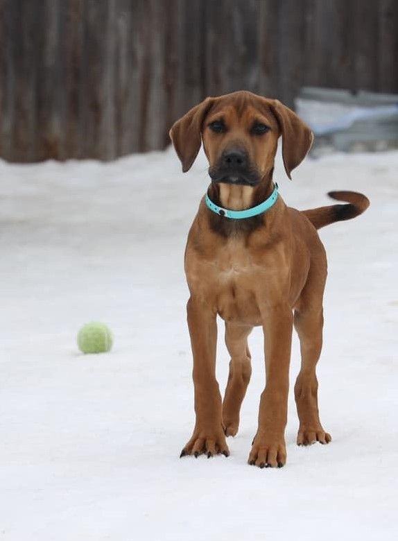 Macbeth *HERE IN NH*, an adoptable Mixed Breed in Northwood, NH_image-2
