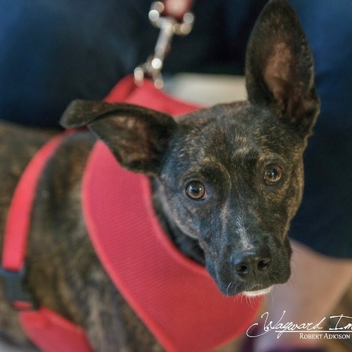 Rockette, an adoptable Whippet & Mountain Cur Mix in Springfield, MO_image-3