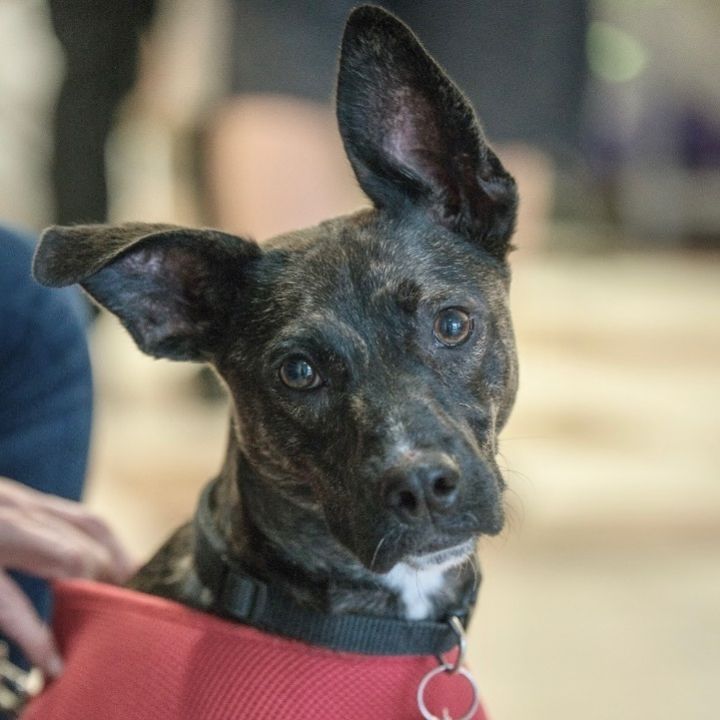 Rockette, an adoptable Whippet & Mountain Cur Mix in Springfield, MO_image-4