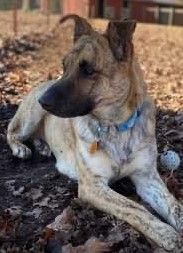 Zoey (GREAT Family Dog), an adoptable Shepherd & Mastiff Mix in Newfoundland, PA_image-4