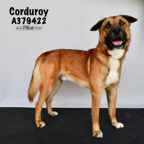CORDUROY, an adoptable Black Mouth Cur Mix in Conroe, TX_image-1