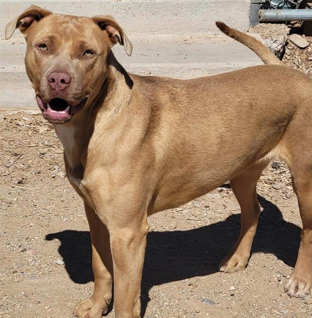 BENI, an adoptable Pit Bull Terrier in Albuquerque, NM_image-1