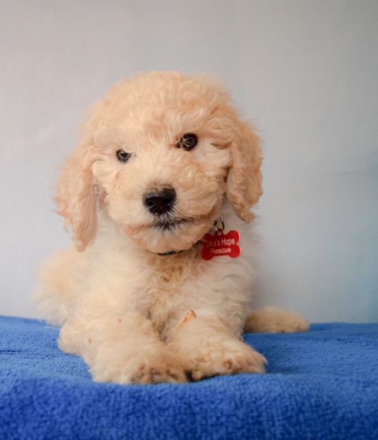 Conway Twitty, an adopted Standard Poodle in Decatur, IL_image-1