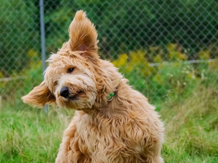 Walter, an adoptable Goldendoodle Mix in Pointe-Fortune, QC_image-2