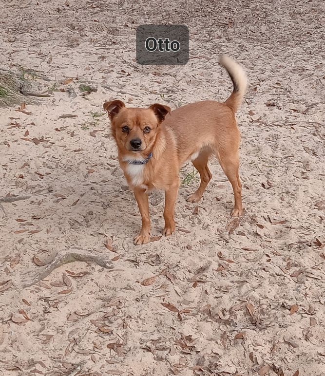 Otto