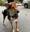 Skipper