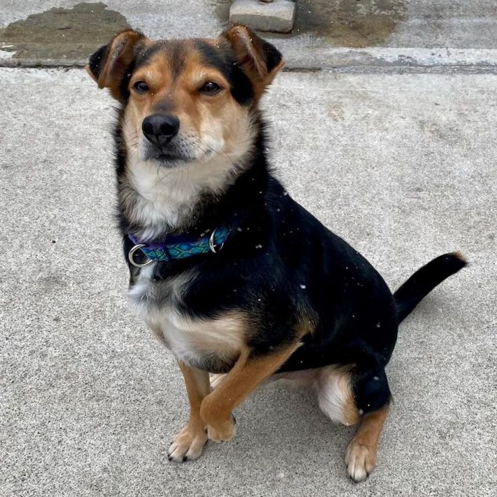 Skipper, an adoptable Terrier & Beagle Mix in Beacon, NY_image-1