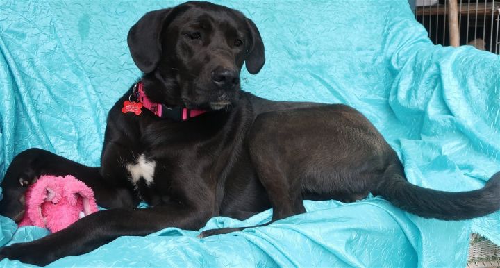 Ava, an adoptable Black Labrador Retriever & Great Dane Mix in Cuba, NY_image-3