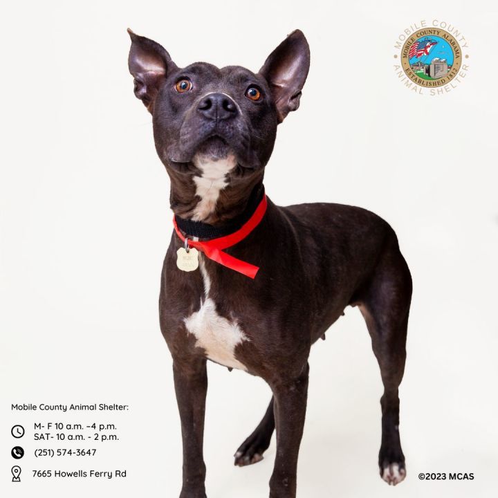 TINKER, an adoptable American Bulldog in Mobile, AL_image-1