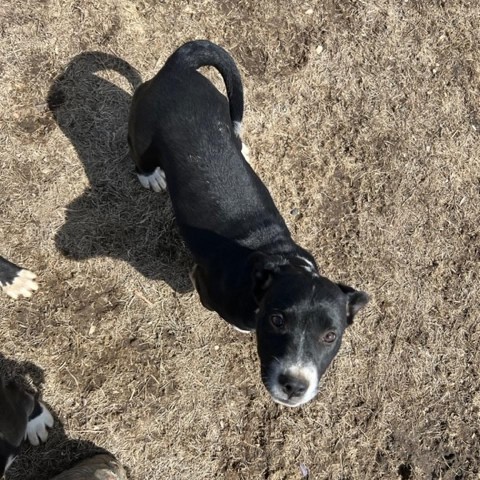 Shania, an adoptable Labrador Retriever in Colman, SD_image-1