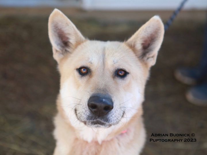 Jazzi, an adoptable German Shepherd Dog & Husky Mix in Franklin, TN_image-1