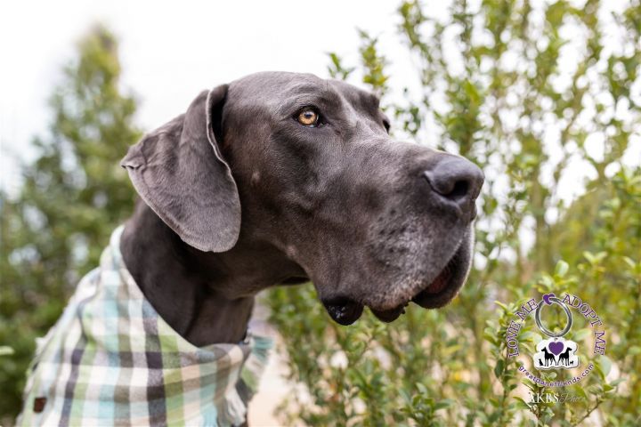 Lenny, an adoptable Great Dane in Iron Station, NC_image-1