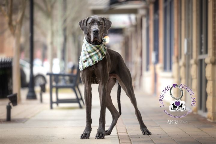 Lenny, an adoptable Great Dane in Iron Station, NC_image-2