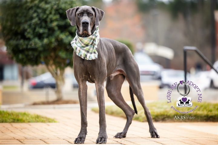 Lenny, an adoptable Great Dane in Iron Station, NC_image-3