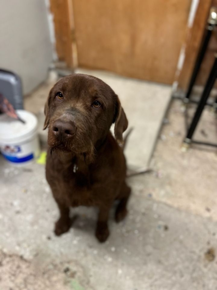 Hershey, an adoptable Chocolate Labrador Retriever Mix in Seguin, TX_image-2