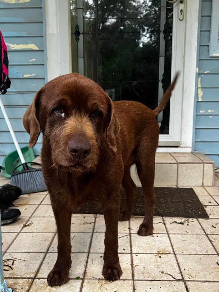 Hershey, an adoptable Chocolate Labrador Retriever Mix in Seguin, TX_image-4