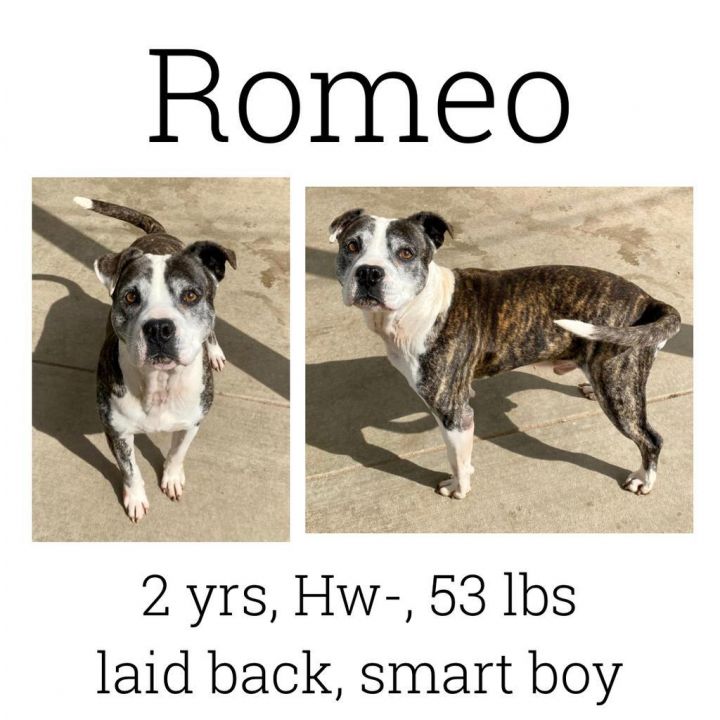 Romeo 1