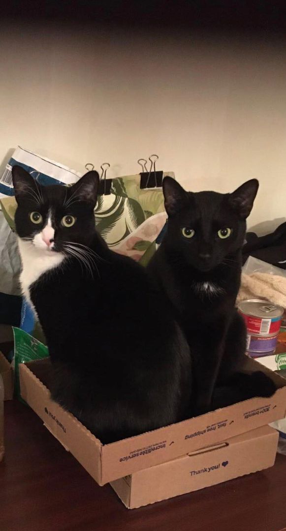 Pepper (m) & Heihei (m)  1