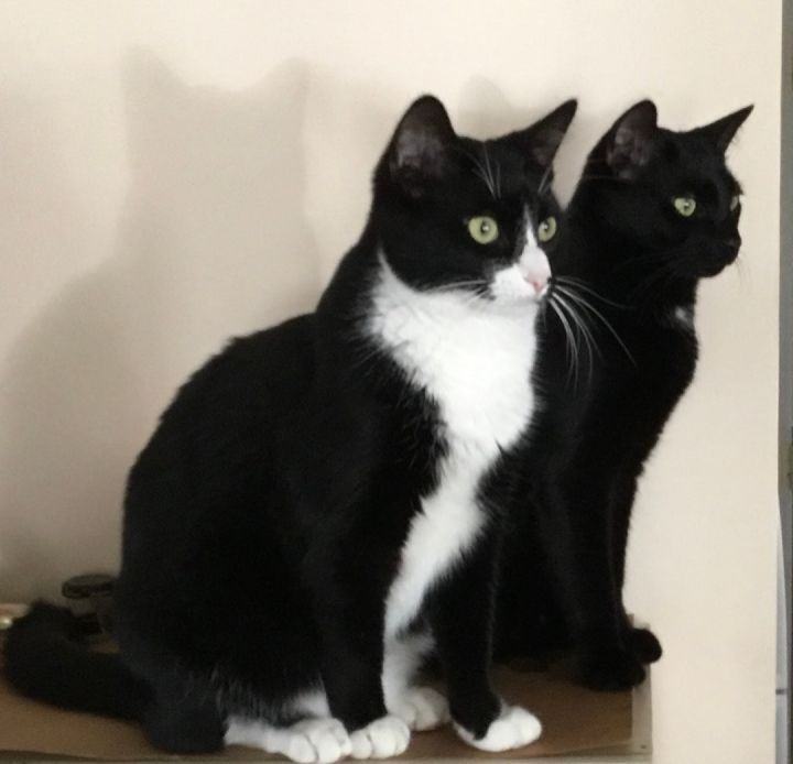 Pepper (m) & Heihei (m) , an adoptable Tuxedo in Woodmere, NY_image-2