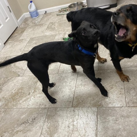 Charlie, an adoptable Labrador Retriever Mix in San Antonio, TX_image-2