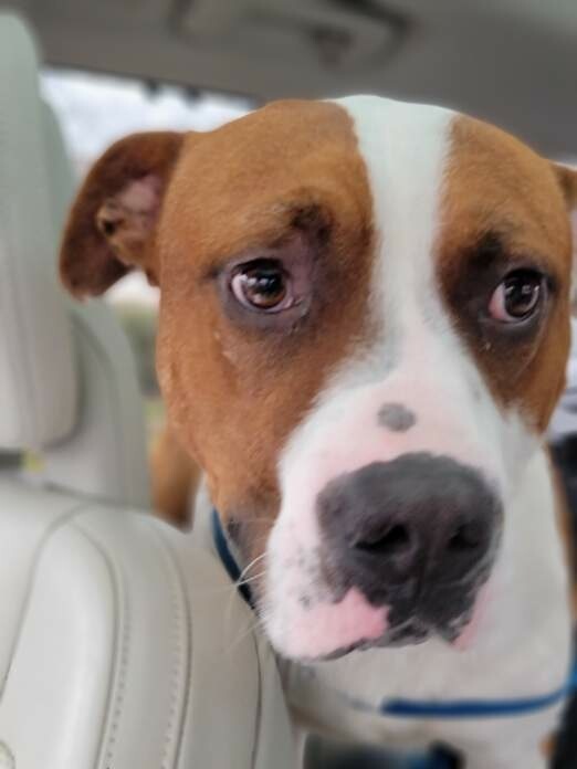 Duke, an adoptable Boxer Mix in Franklin, TN_image-2