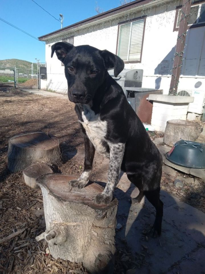 Izzy, an adoptable Black Labrador Retriever & Australian Cattle Dog / Blue Heeler Mix in Temecula, CA_image-1
