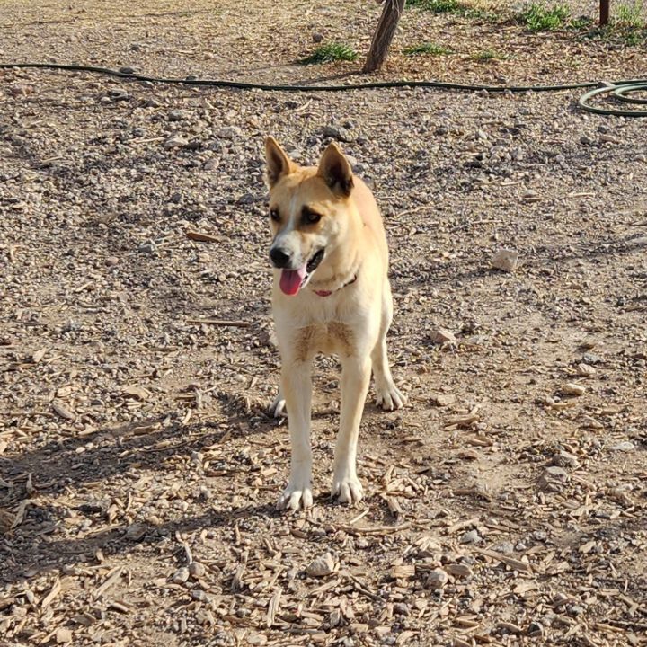 Barney, an adoptable Husky Mix in ALPINE, TX_image-4