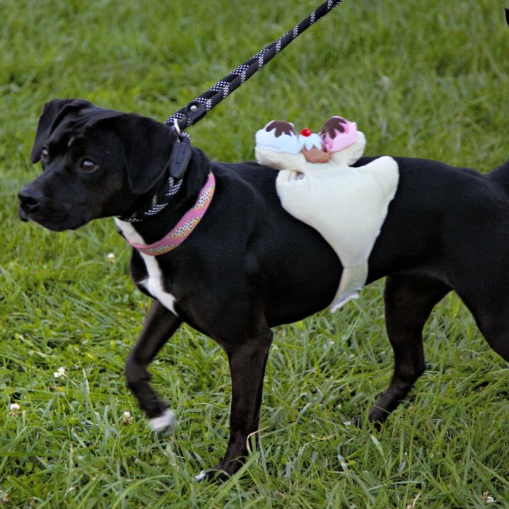 Riley, an adoptable Black Labrador Retriever Mix in Ellicott City, MD_image-2