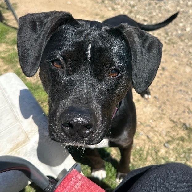 Riley, an adoptable Black Labrador Retriever Mix in Ellicott City, MD_image-3