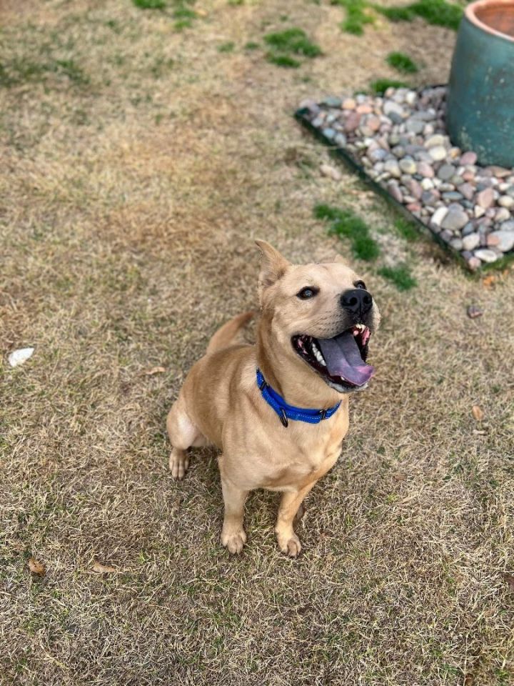 PONCHO, an adoptable Boxer & Carolina Dog Mix in Seattle, WA_image-3