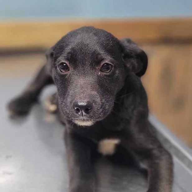 Dog for adoption - Allie, a German Shepherd Dog & Black Labrador Retriever  Mix in Chepachet, RI | Petfinder