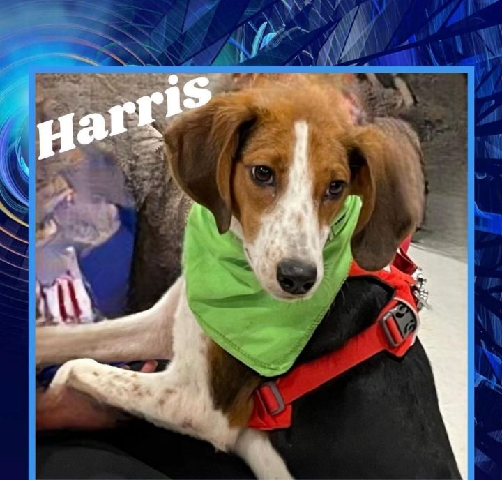 Harris 2024 hound supply