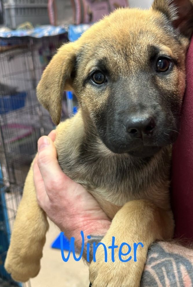 Dog for adoption - Winter, a Labrador Retriever & Black Mouth Cur Mix in  Saint Francisville, LA | Petfinder