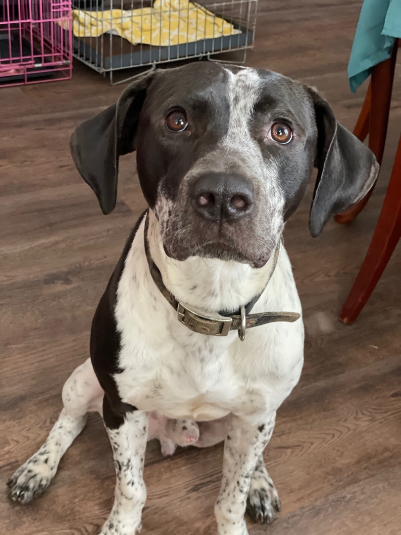 Boone, an adoptable Great Dane, Mixed Breed in Jeffersonville, IN, 47130 | Photo Image 2