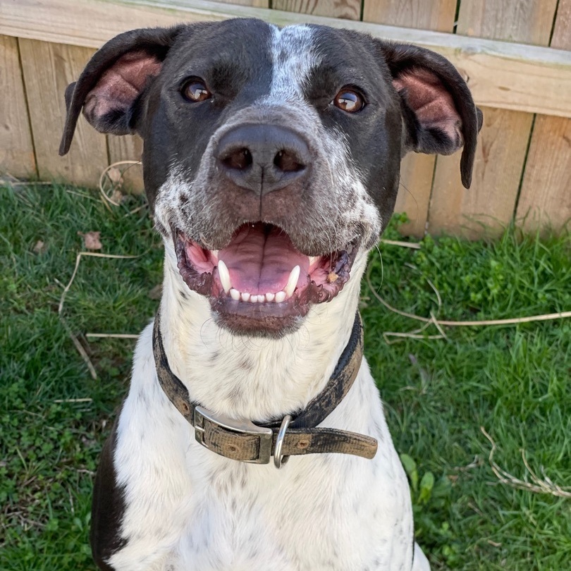 Boone, an adoptable Great Dane, Mixed Breed in Jeffersonville, IN, 47130 | Photo Image 1