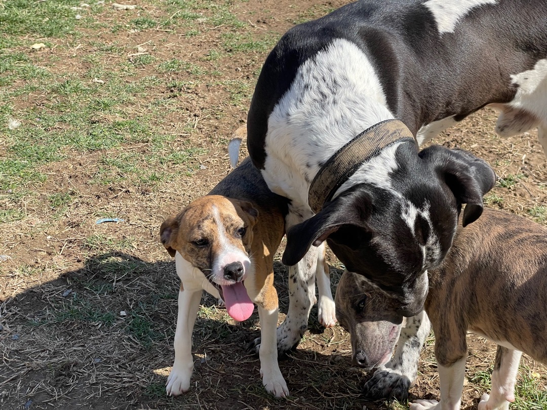 Boone, an adoptable Great Dane, Mixed Breed in Jeffersonville, IN, 47130 | Photo Image 3