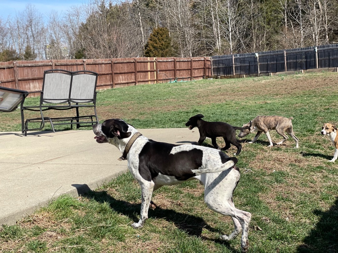 Boone, an adoptable Great Dane, Mixed Breed in Jeffersonville, IN, 47130 | Photo Image 4