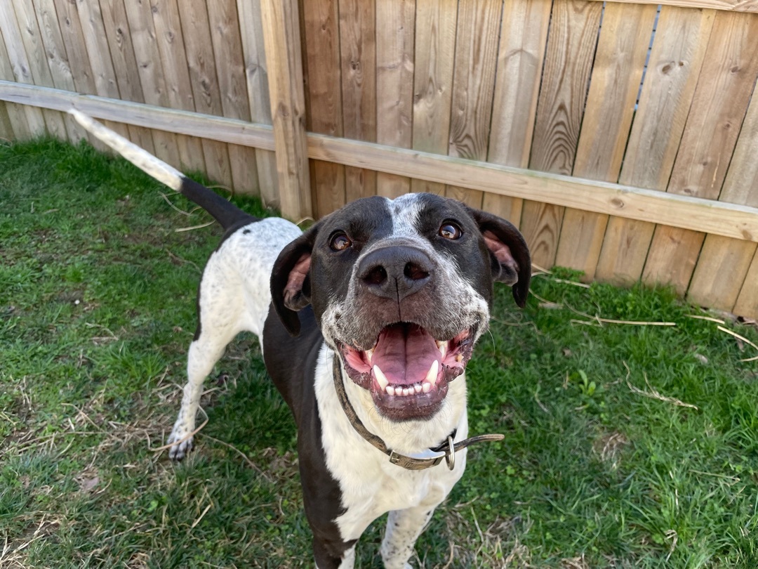 Boone, an adoptable Great Dane, Mixed Breed in Jeffersonville, IN, 47130 | Photo Image 5