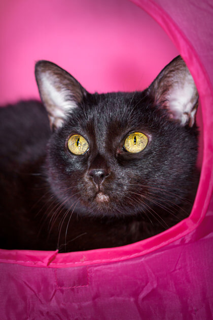 Faithful, an adoptable Domestic Short Hair in Denver, CO, 80204 | Photo Image 1