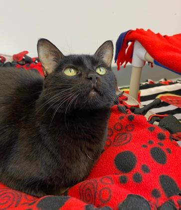 Faithful, an adoptable Domestic Short Hair in Denver, CO, 80204 | Photo Image 2