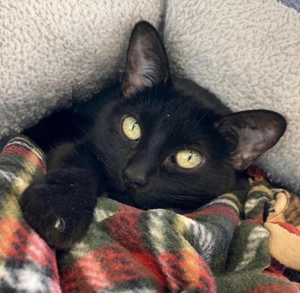 Faithful, an adoptable Domestic Short Hair in Denver, CO, 80204 | Photo Image 3