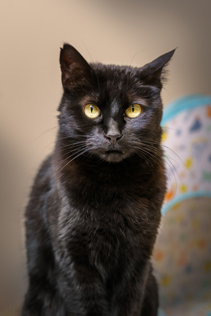 Layla, an adoptable Domestic Short Hair in Denver, CO, 80204 | Photo Image 1