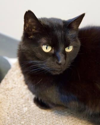 Layla, an adoptable Domestic Short Hair in Denver, CO, 80204 | Photo Image 3