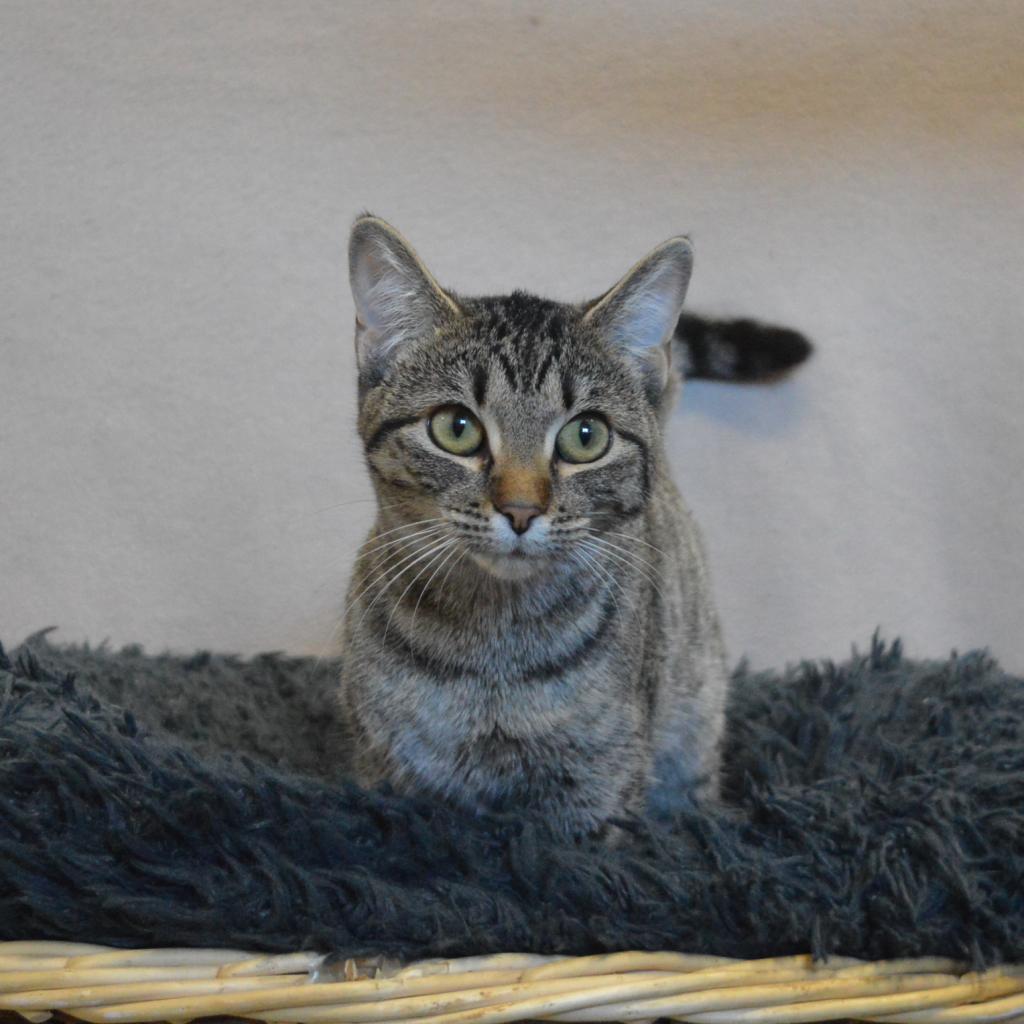 Eleven, an adoptable Domestic Short Hair in North Battleford, SK, S9A 2M7 | Photo Image 1