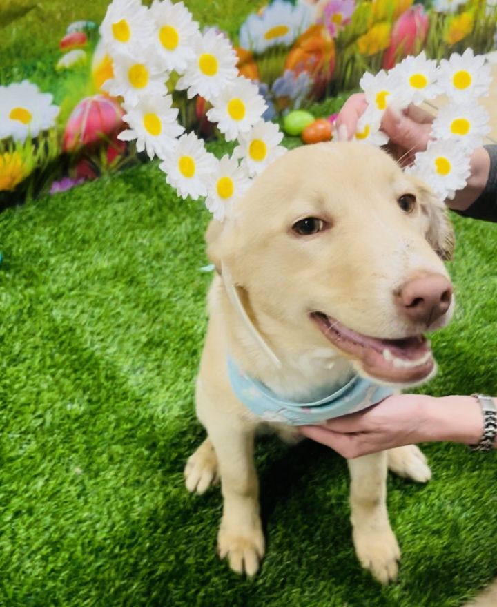 Owen, an adoptable Yellow Labrador Retriever Mix in Palatine, IL_image-1
