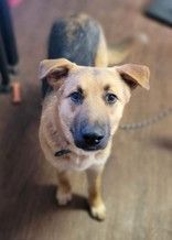 Lancelot, an adopted German Shepherd Dog Mix in Justin, TX_image-2