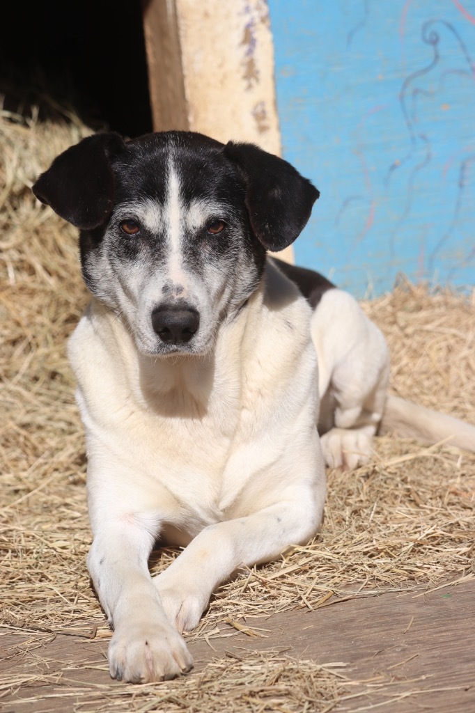 Oreo 23, an adoptable Hound & Labrador Retriever Mix in Brookhaven, MS_image-2