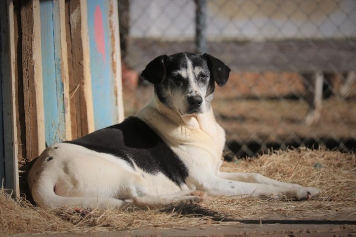 Oreo 23, an adoptable Hound & Labrador Retriever Mix in Brookhaven, MS_image-3